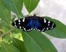 Faithful Beauty moth